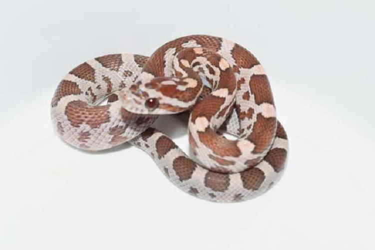 Redcoat Lavender by VMS Professional Herpetoculture
