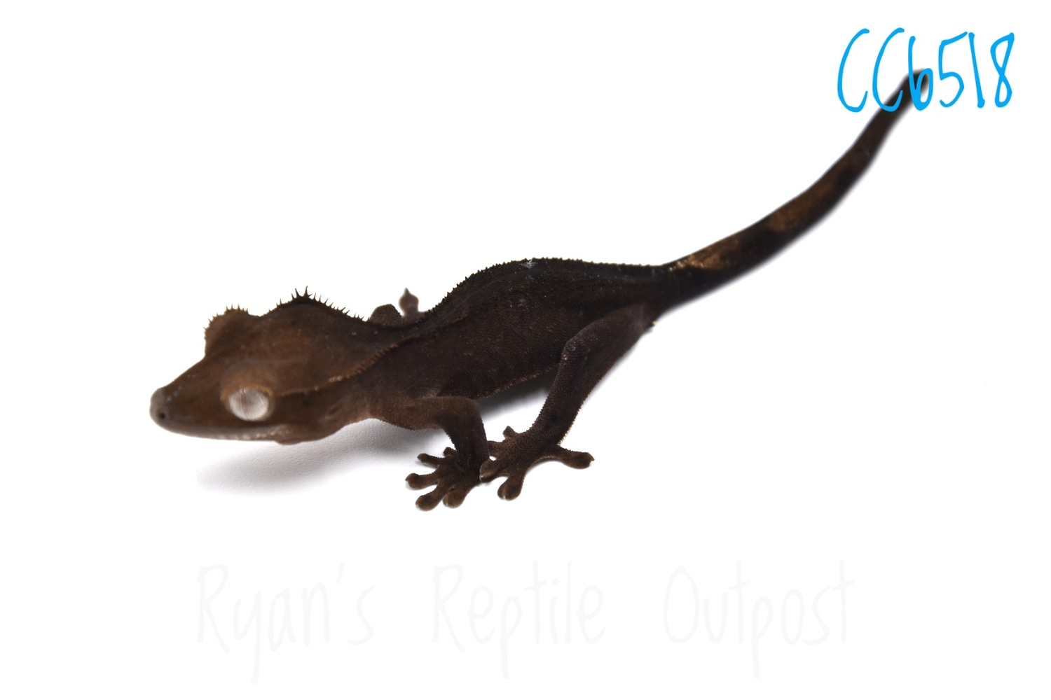 Dark Line Cc6518 Crested Gecko by Ryan's Reptile Outpost