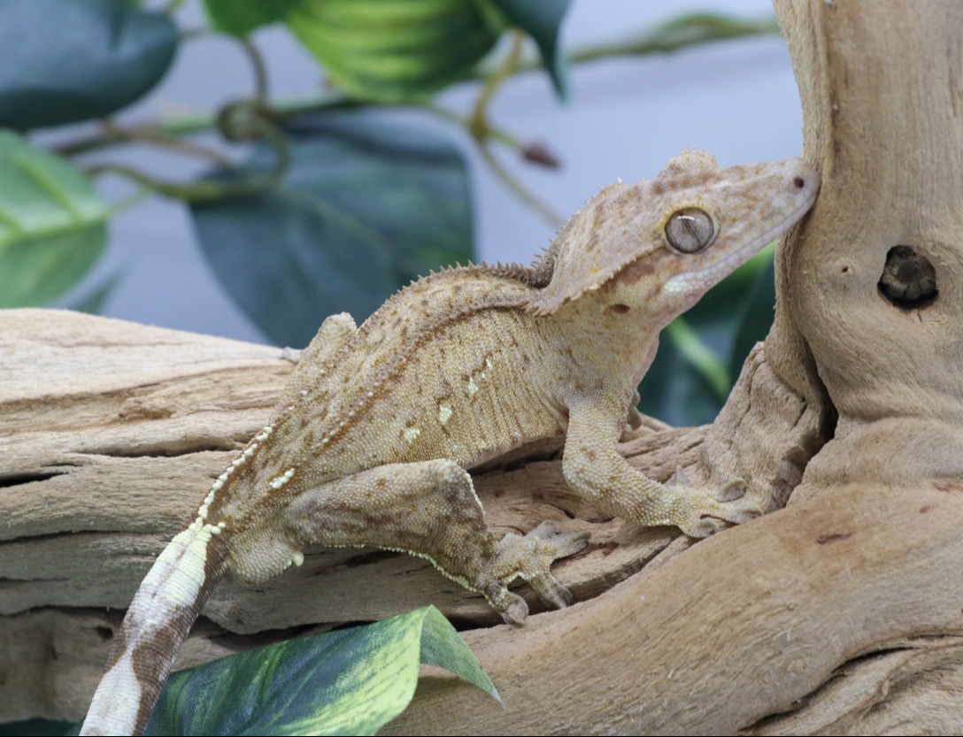 Phantom Pinstripe Crested Gecko by Celestial Exotics