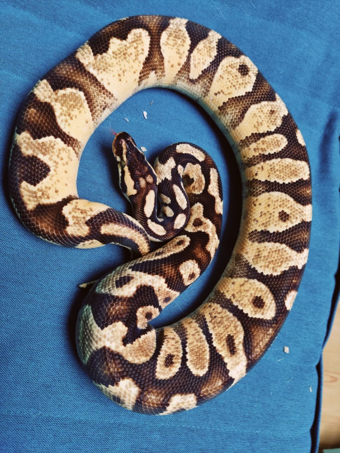 Pastel Enchi Exo-lbb YB Female Ball Python by MedusaRoyals