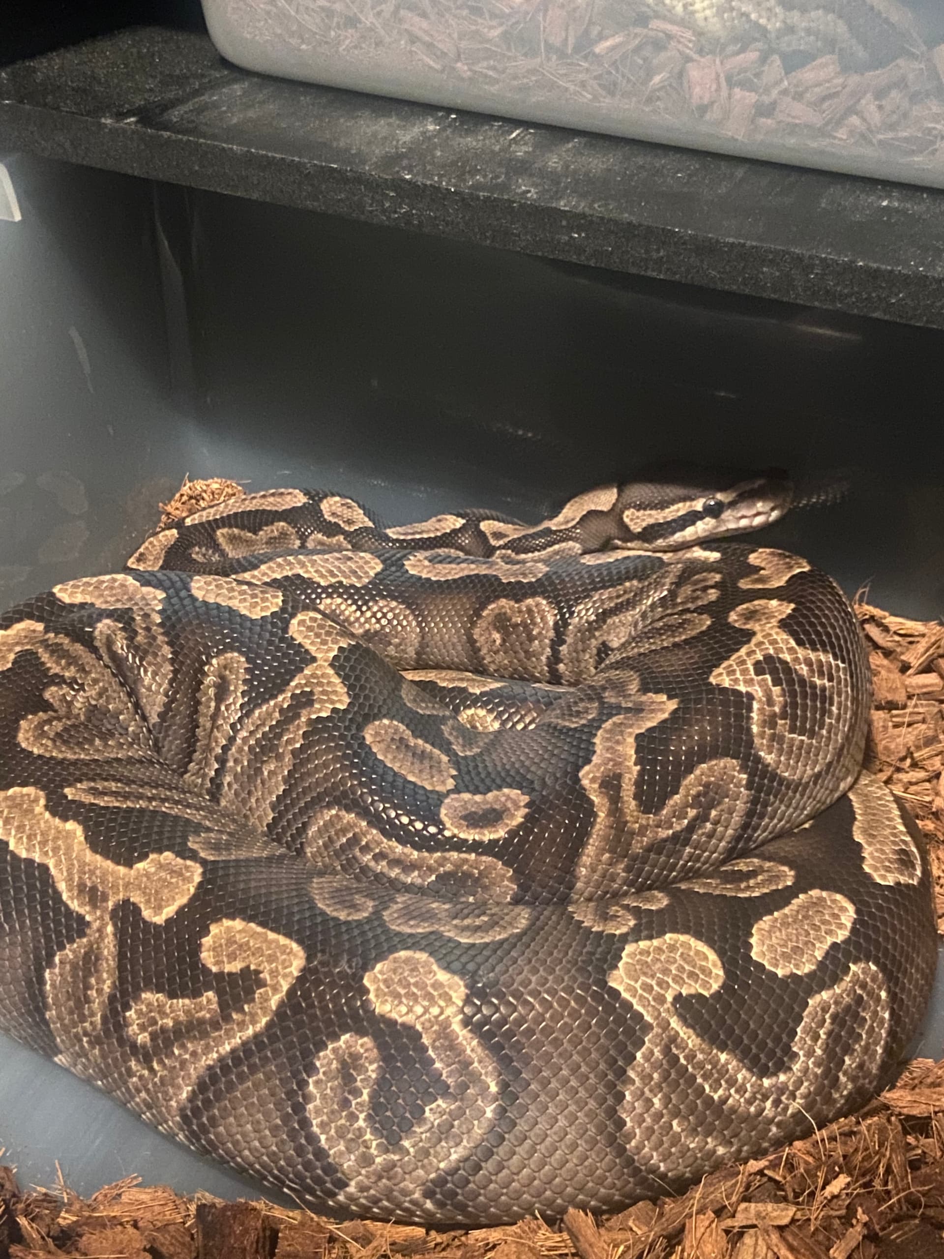 Glow Before They Go - Ball Pythons - MorphMarket Reptile Community