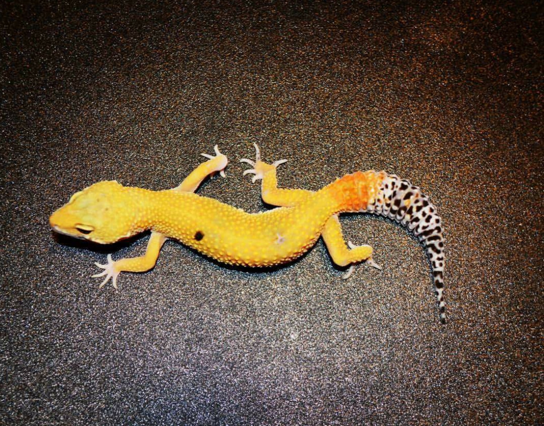Tangerine Paradox Spot Leopard Gecko by Sam's Geckos