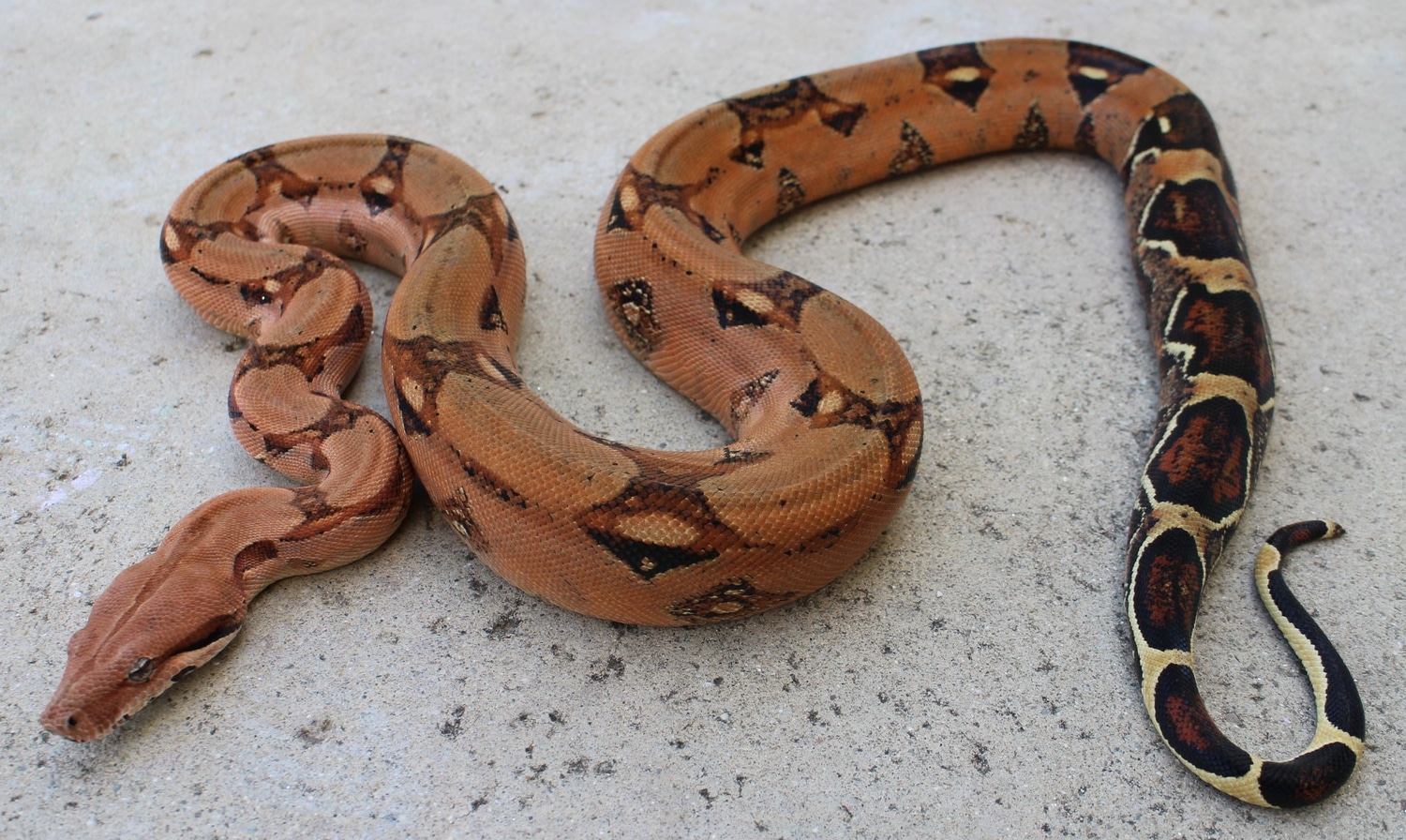 RC Pastel 'Squaretail Litter Boa Constrictor by Richard Ceniceros Reptiles