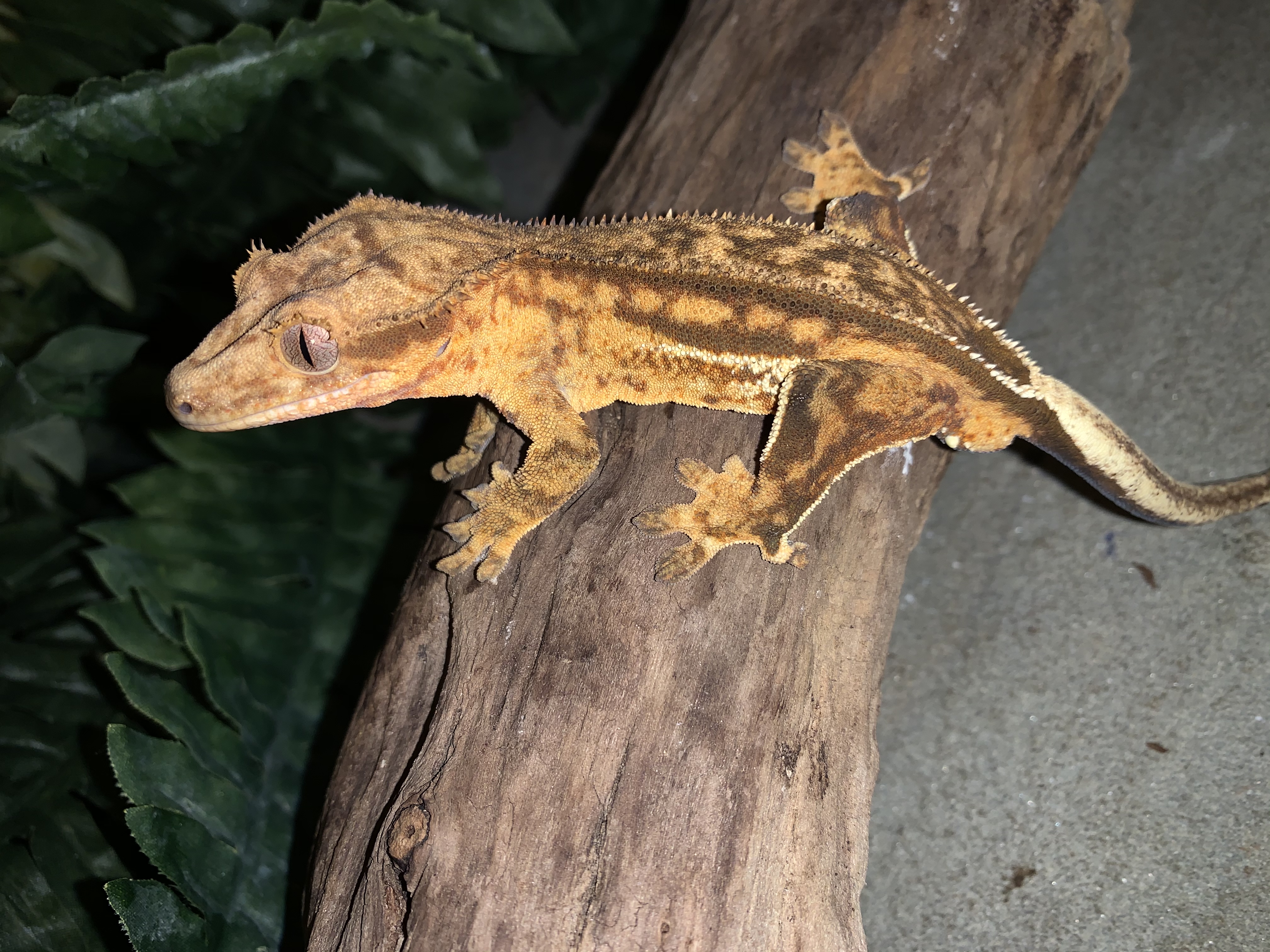 Quadstripe Crested Gecko by Taylor exotics