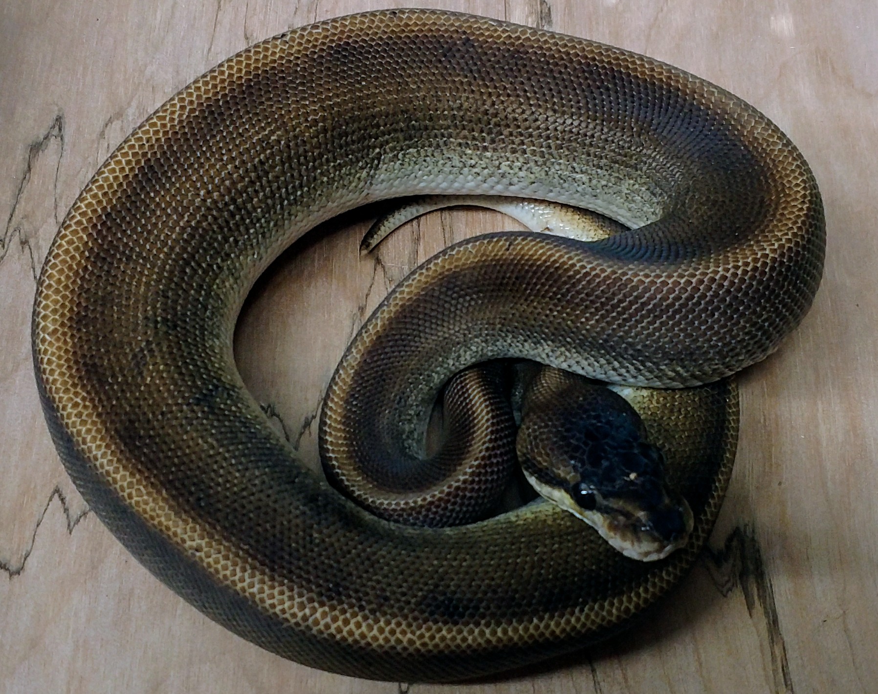 Patternless Ball Python by Ben Cole Reptiles