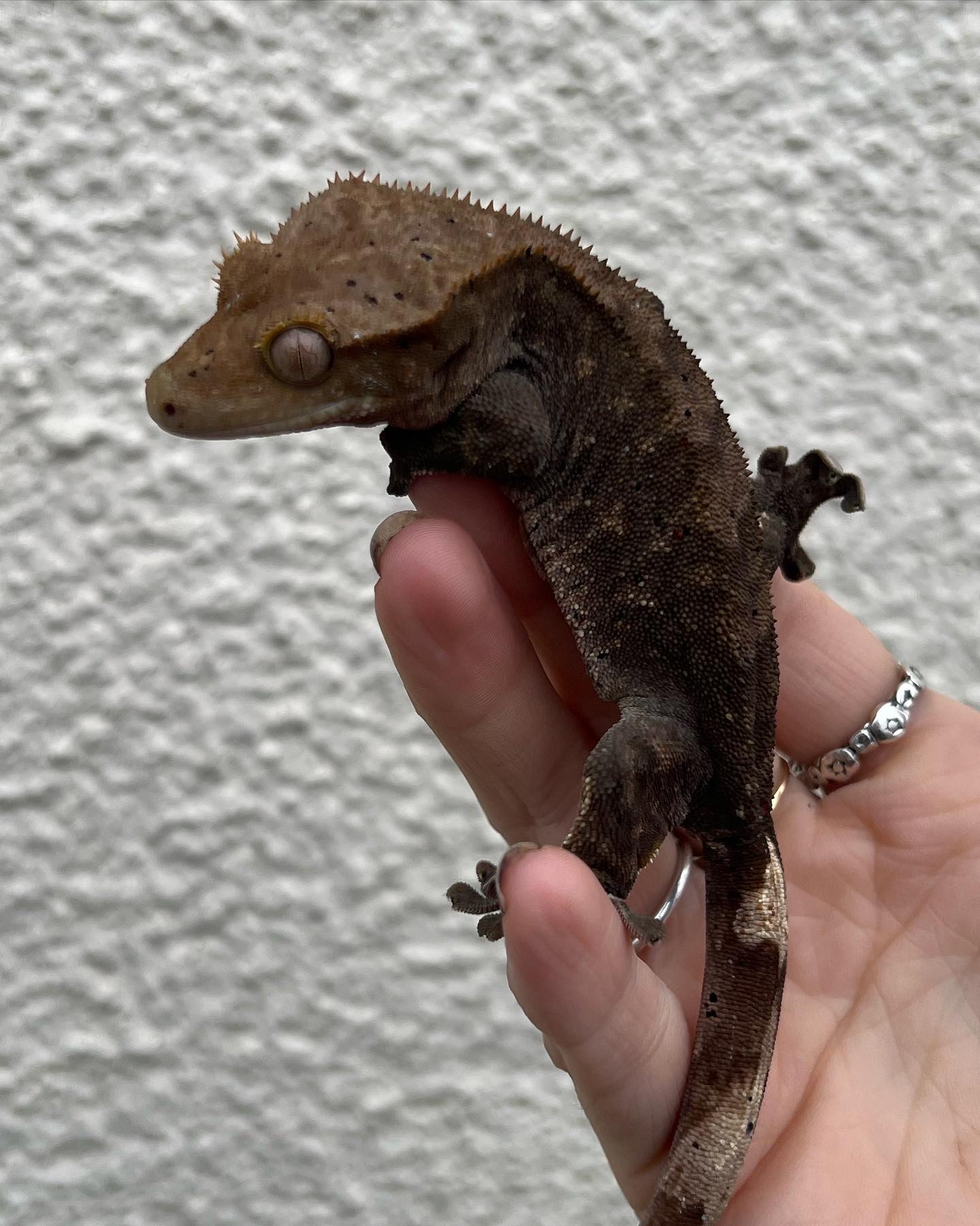 Meet ‘Moth’! 🤩 - Crested Geckos - MorphMarket Reptile Community