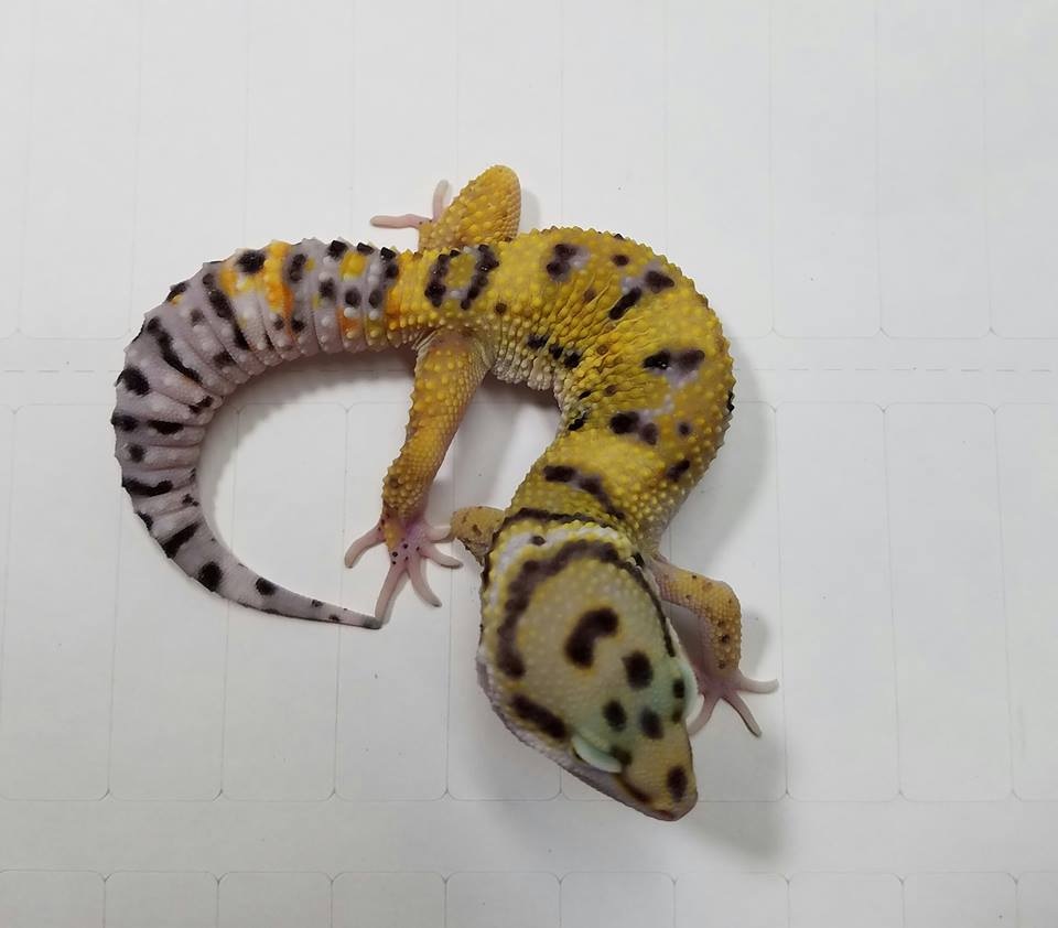 Hyperxanthic Cross Leopard Gecko by Astral Morphs