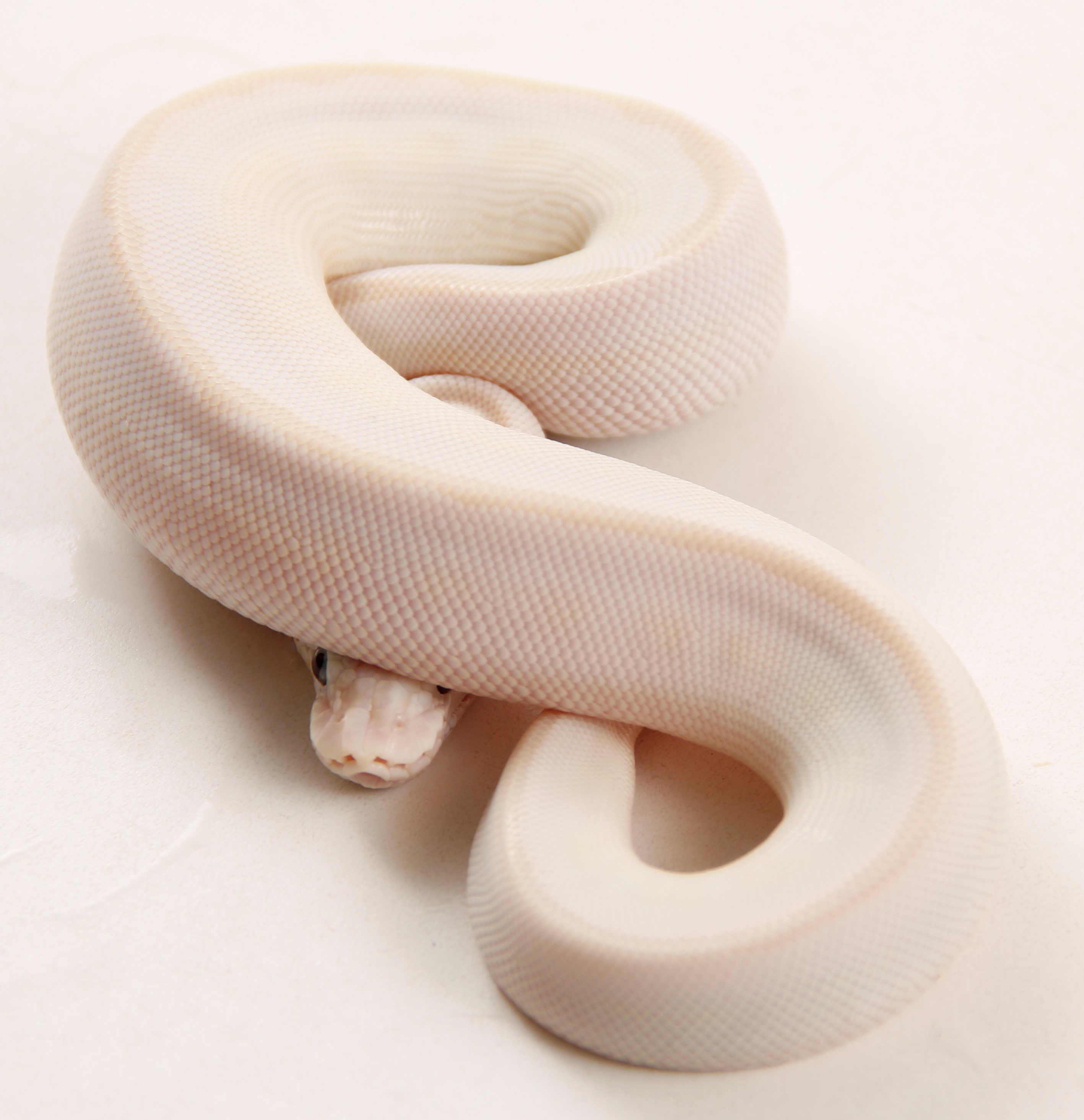Latte Ball Python by The Gourmet Rodent