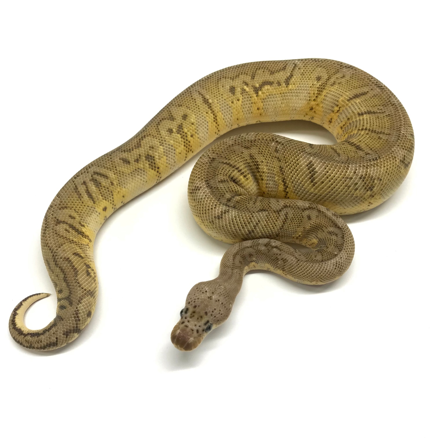 Mahogany HGW Pastel Clown Ball Python by Superior Scales Reptiles