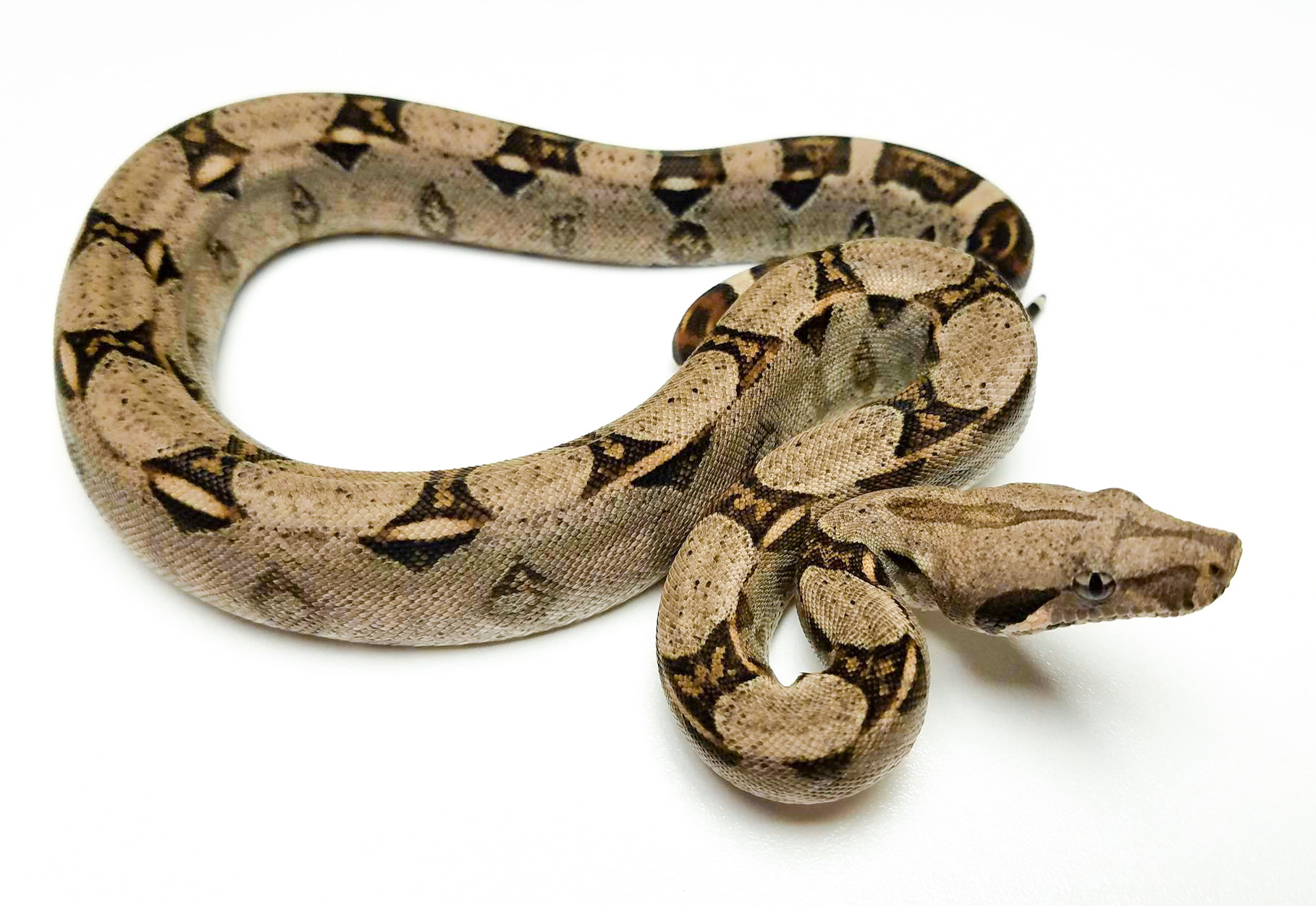 Normal Boa Constrictor by KBK Reptiles