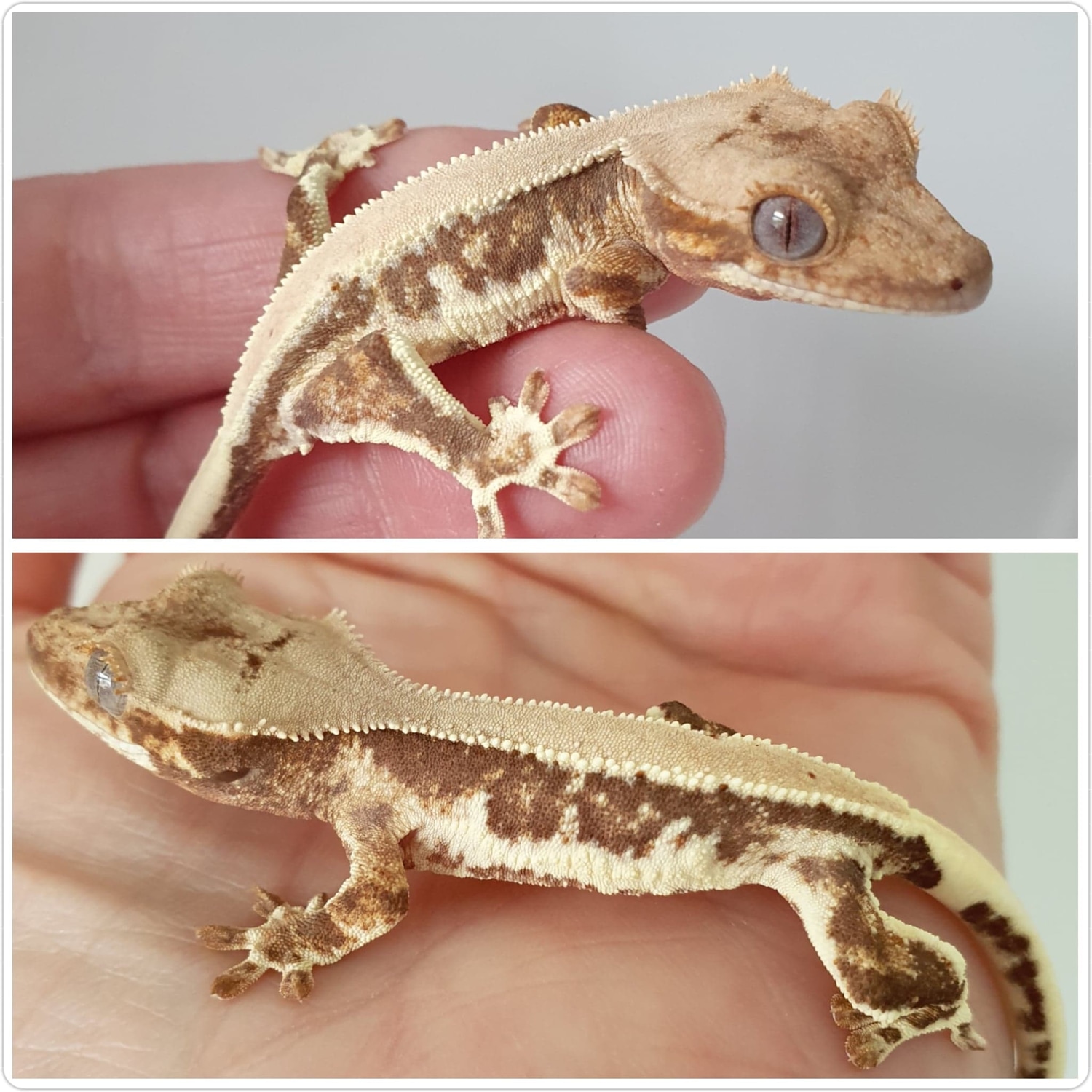 Solid Dorsal LW Crested Gecko by Crimson Cresties