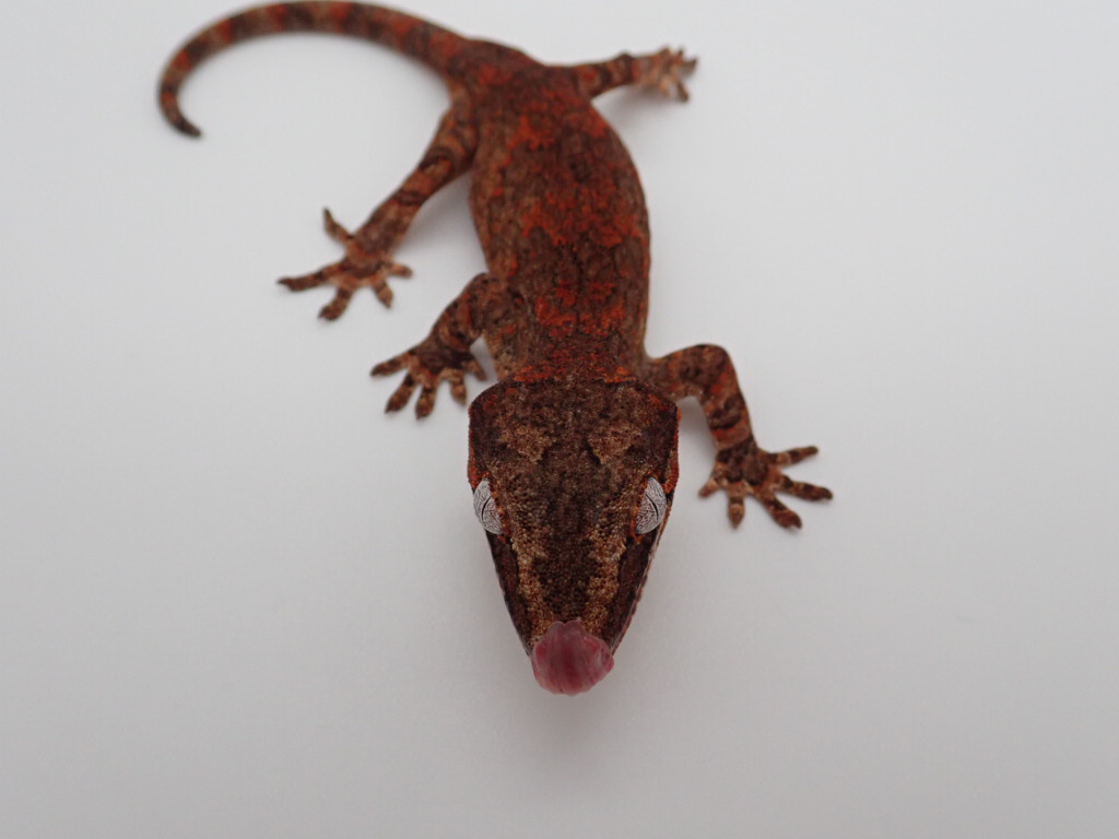 Red Female Gargoyle Gecko by Lick Your Eyeballs