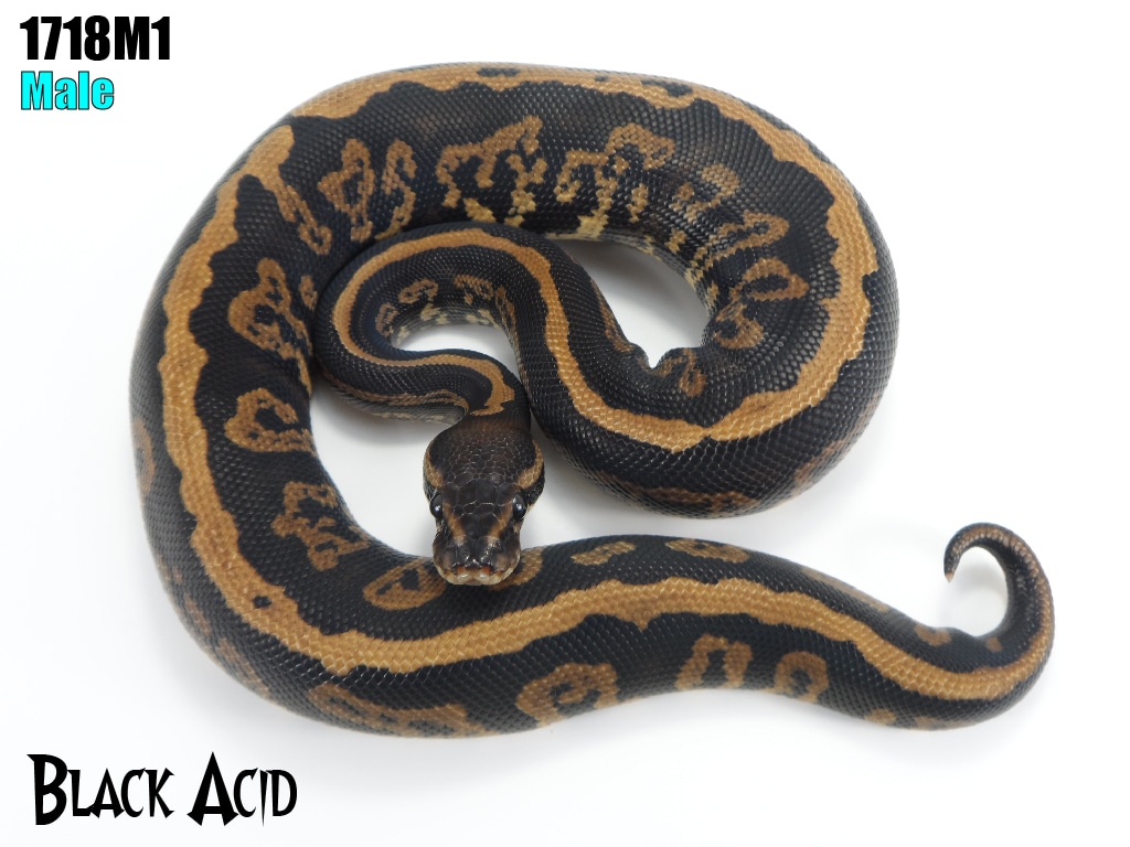Black Acid Ball Python by J-Royals Reptiles
