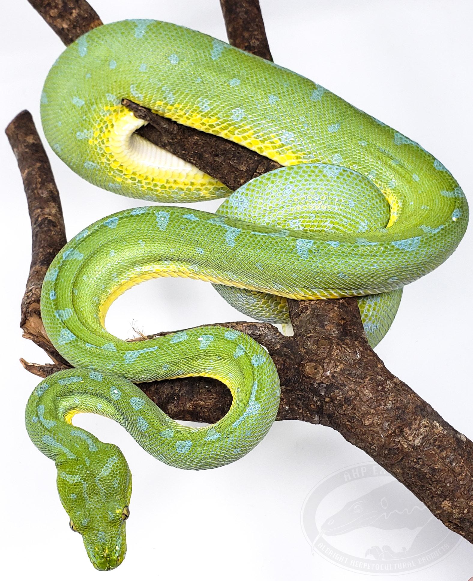 Sorong Green Tree Python by AHP Exotics