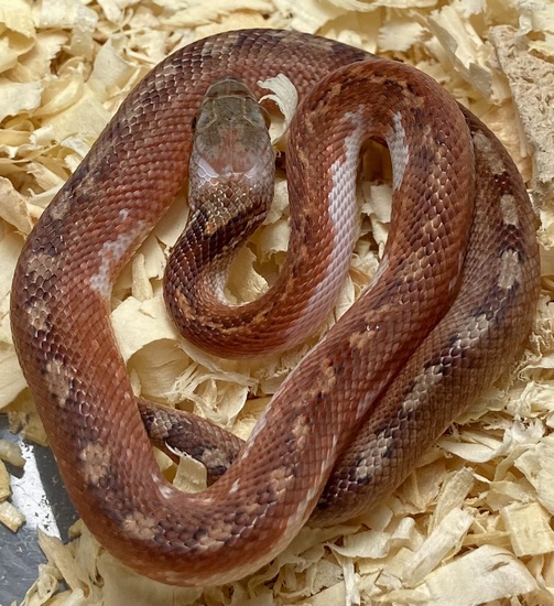 Medium Expression Pied Sided Bloodred by H.E.R.E.