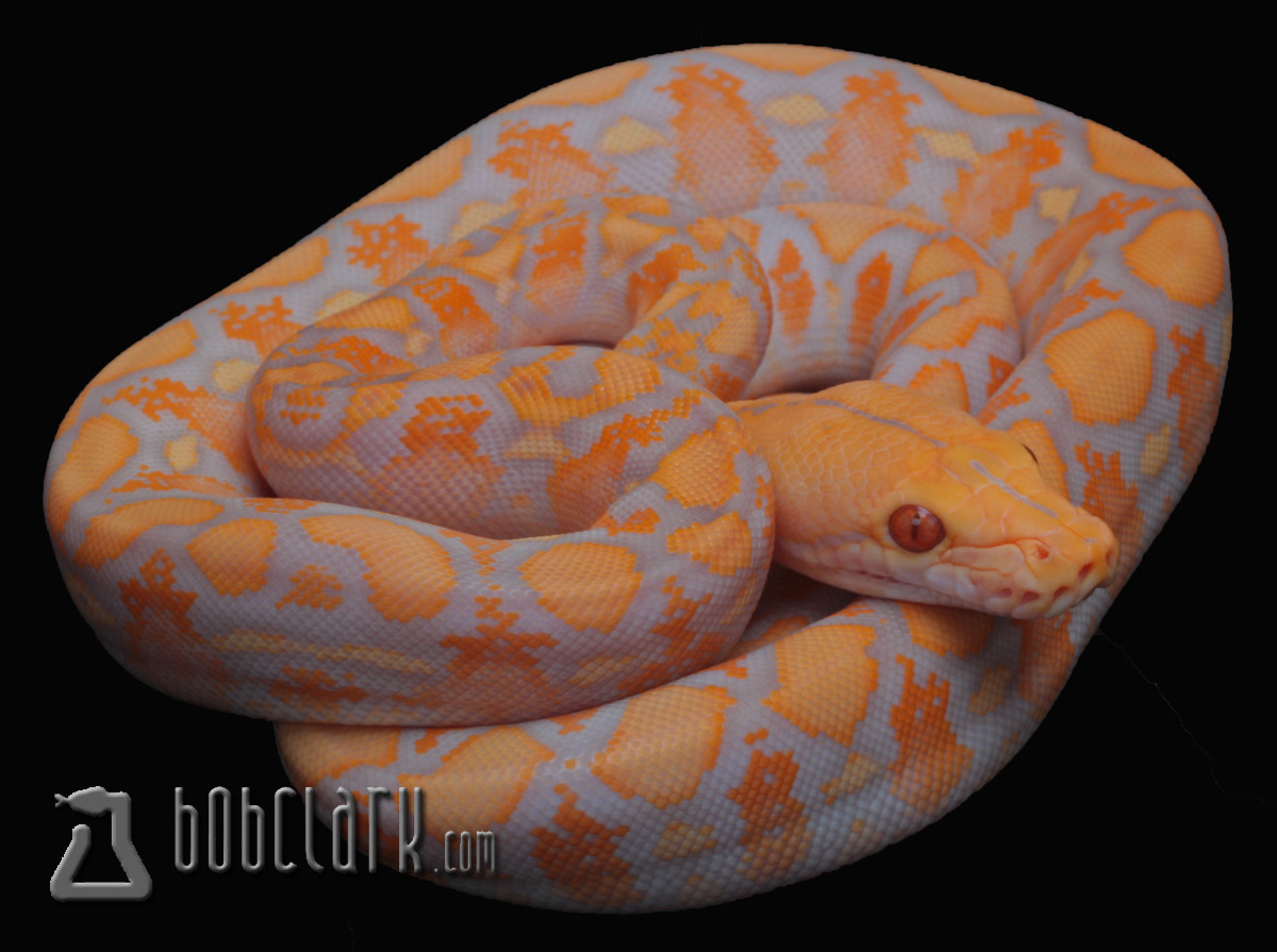 Albino Reticulated Python by Bob Clark Reptiles
