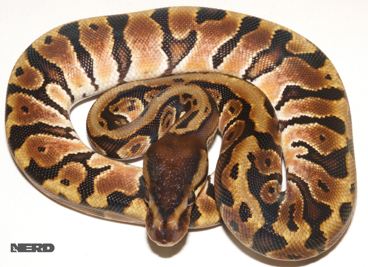 Hidden Gene Woma Ball Python by New England Reptile Distributors