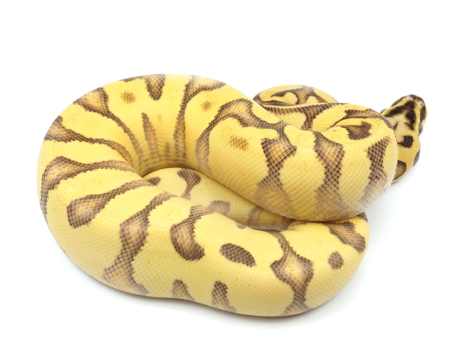 Pastel Enchi Yellowbelly Bald EMG ++ Ball Python by New England Reptile Distributors