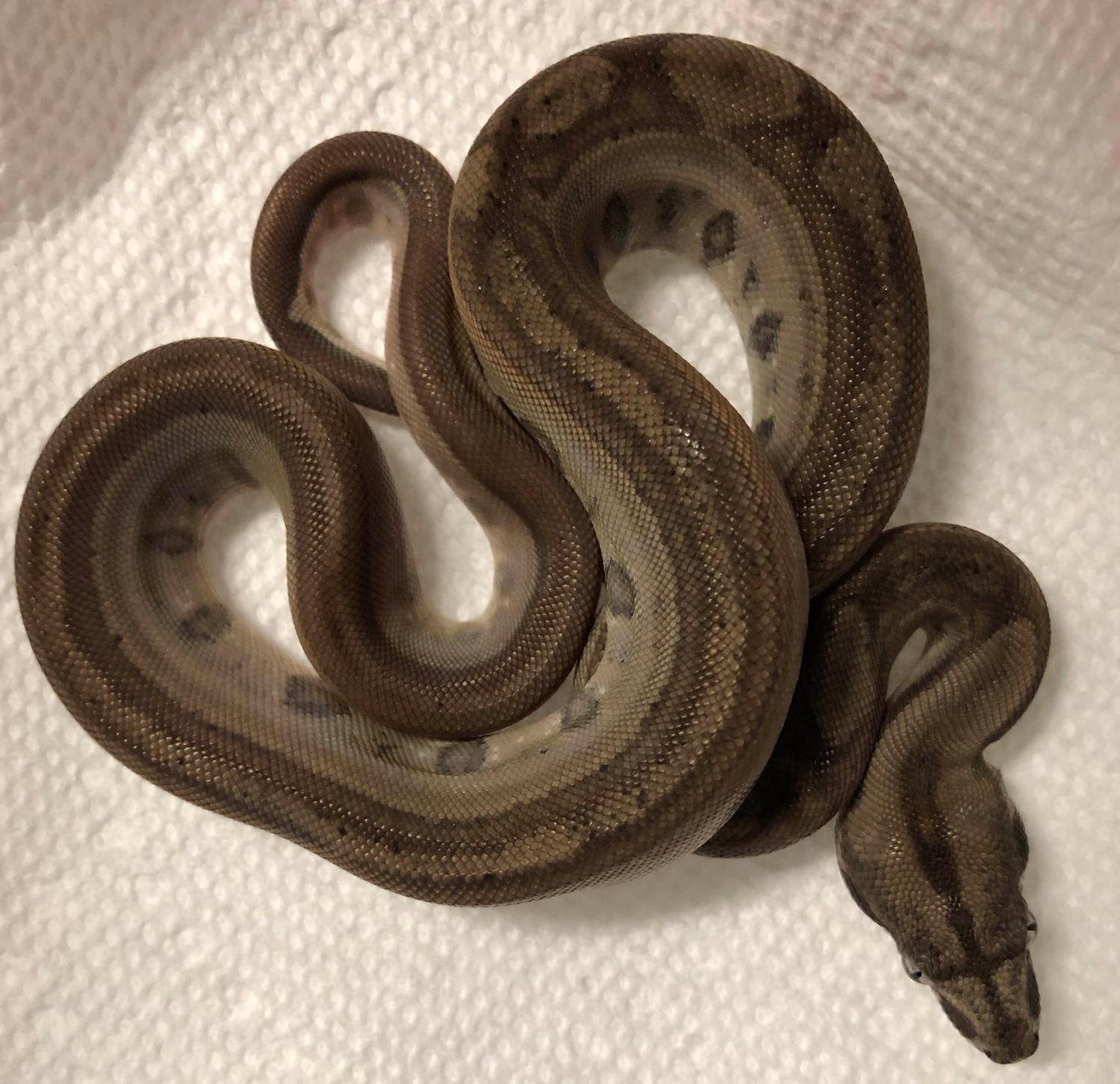 Onxy Ghost 66% Het-Blood Het- T+ Boa Constrictor by Palumbo's Pythons & Boas