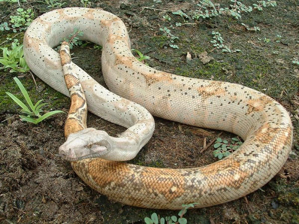 14268hogg8-23018-med