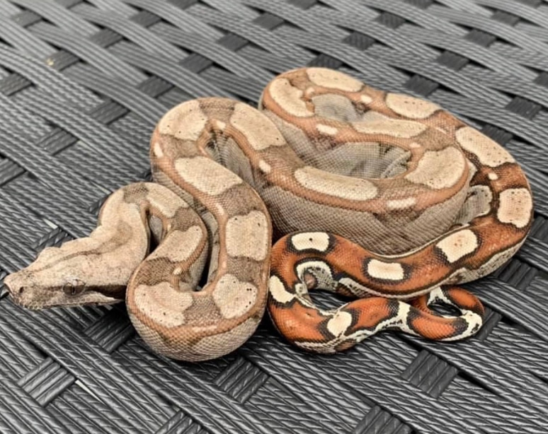 Cb21 Key West Het Anery Boa Constrictor by Marks Constricting Morphs