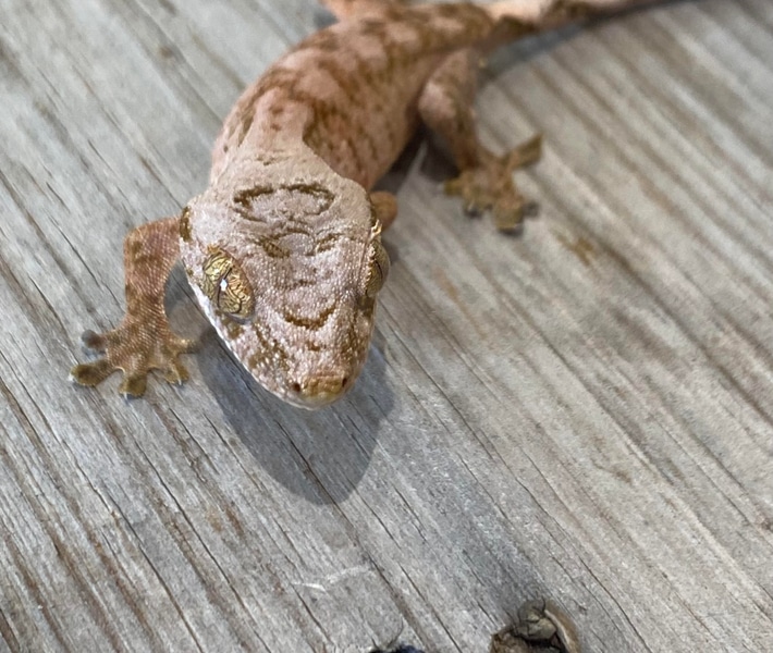 Hybrid X Chahoua Gecko by Detroit Reptiles