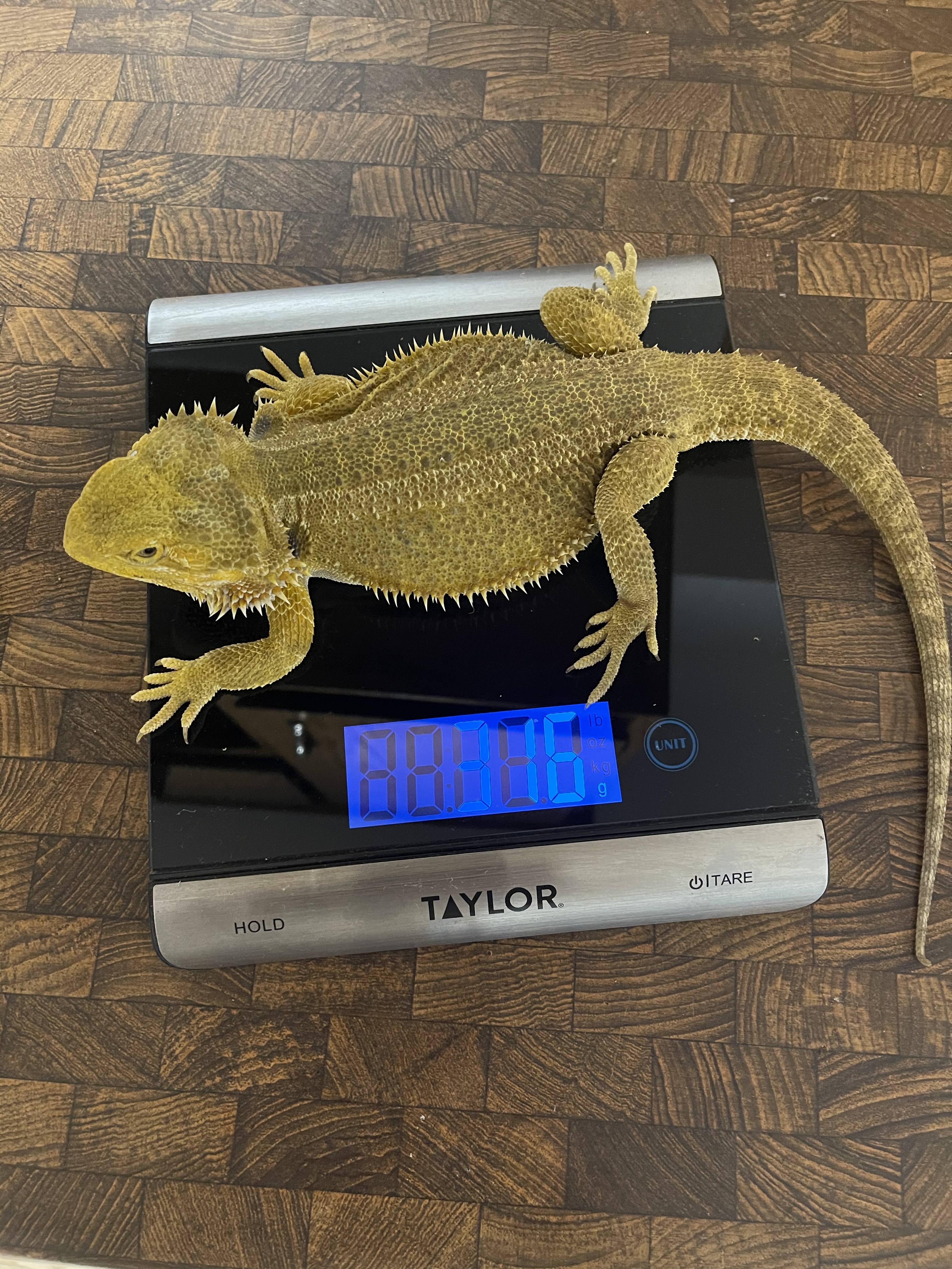 Yellow Central Bearded Dragon by Feed & Breed