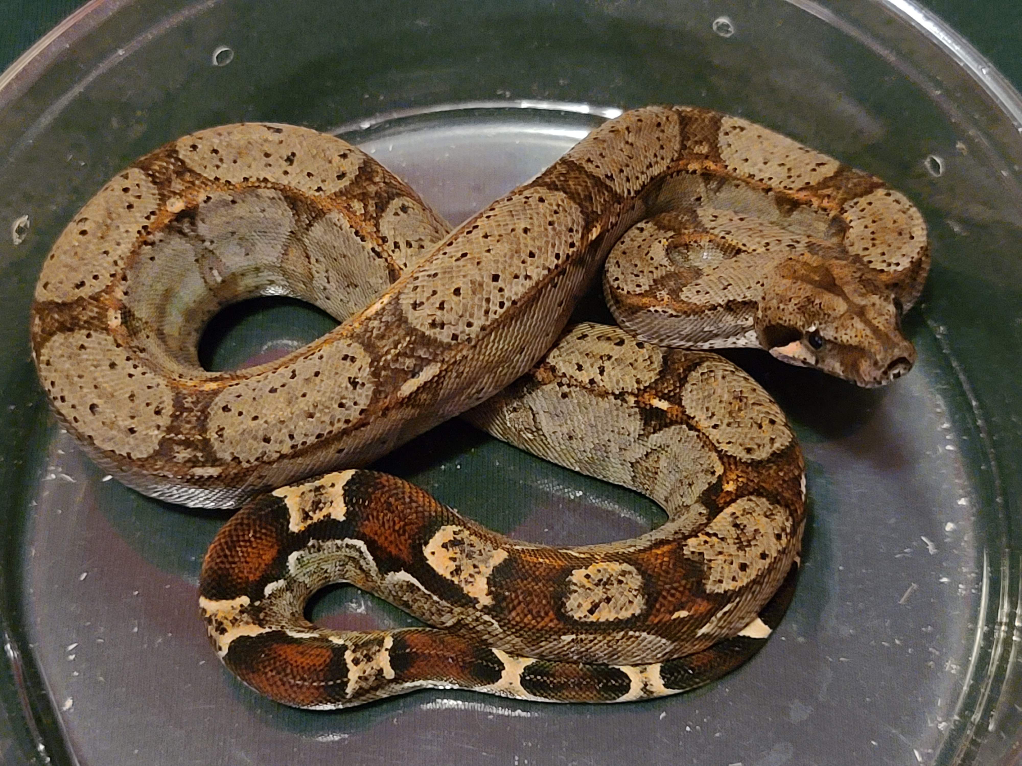 Rlt Boa Constrictor by Extraordinary Ectotherms