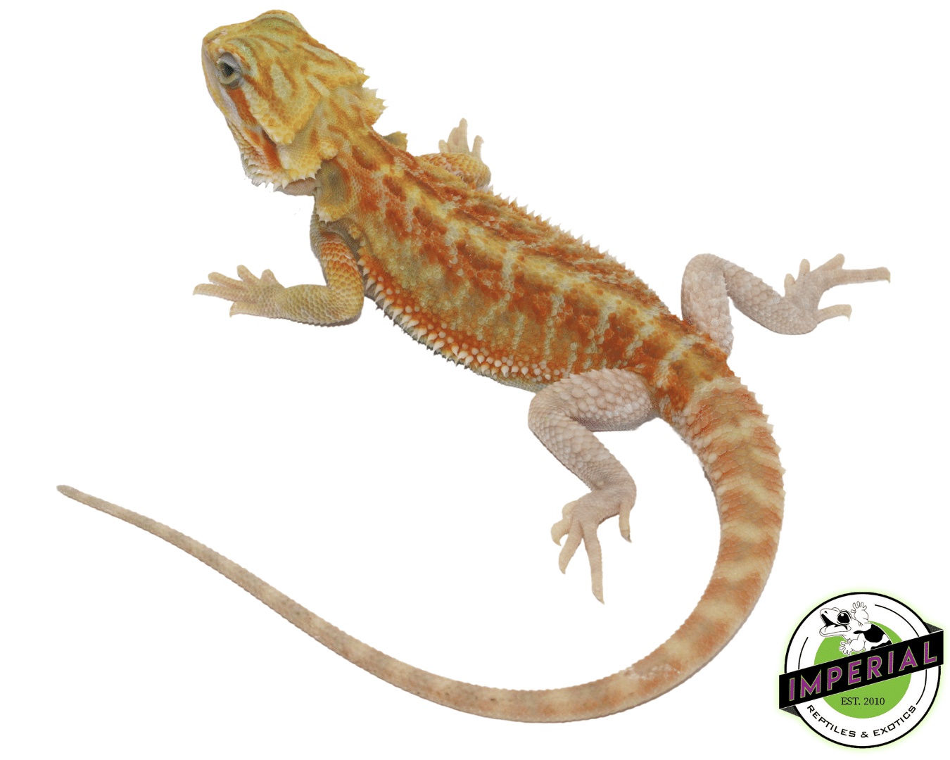 Color Stripe Hypo Trans 50% Het Zero Central Bearded Dragon by Imperial Reptiles & Exotics, LLC