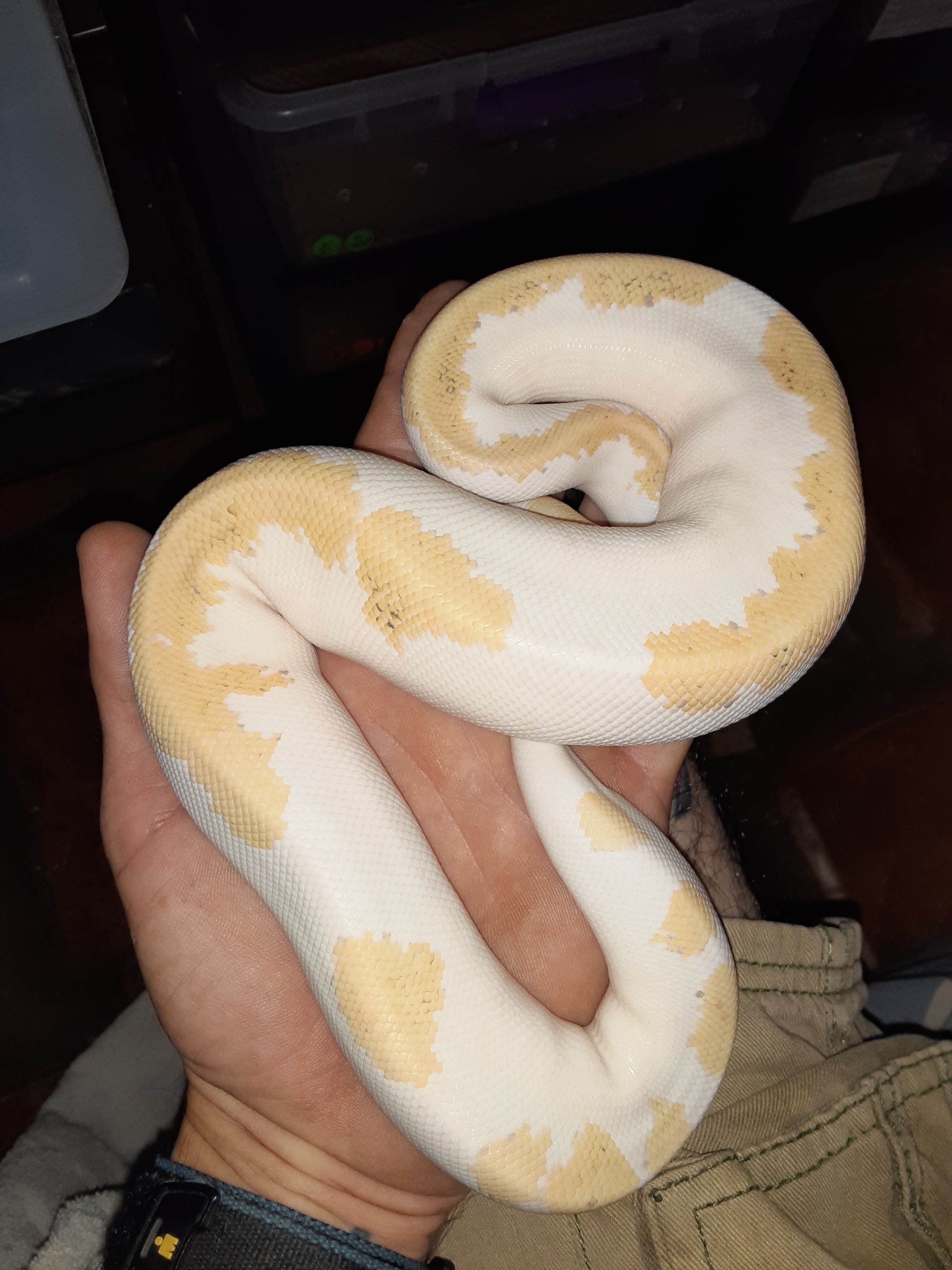 Super Sulfur Ball Python by Coopers Creations