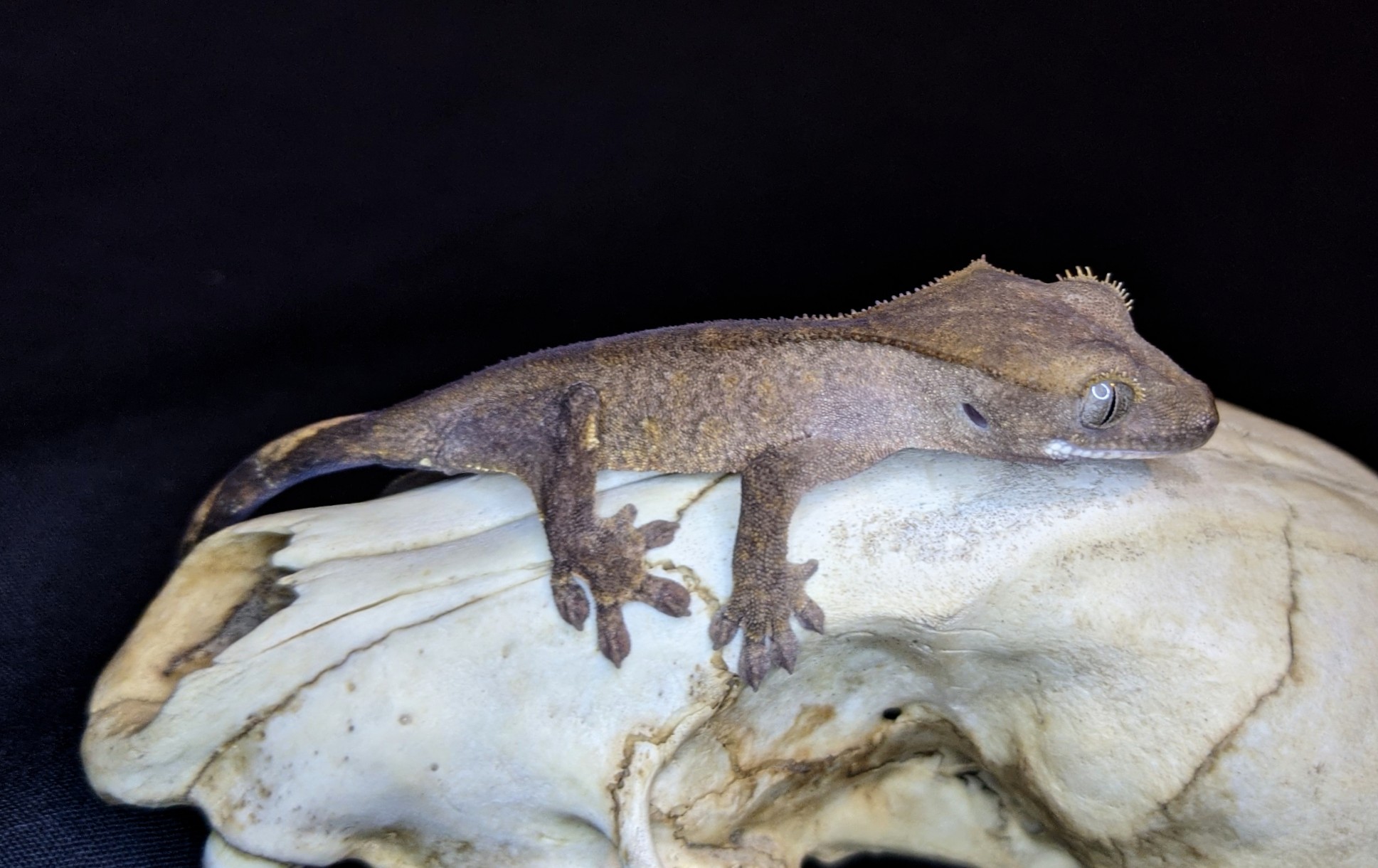 Patternless Crested Gecko by Zadistic Exoticz