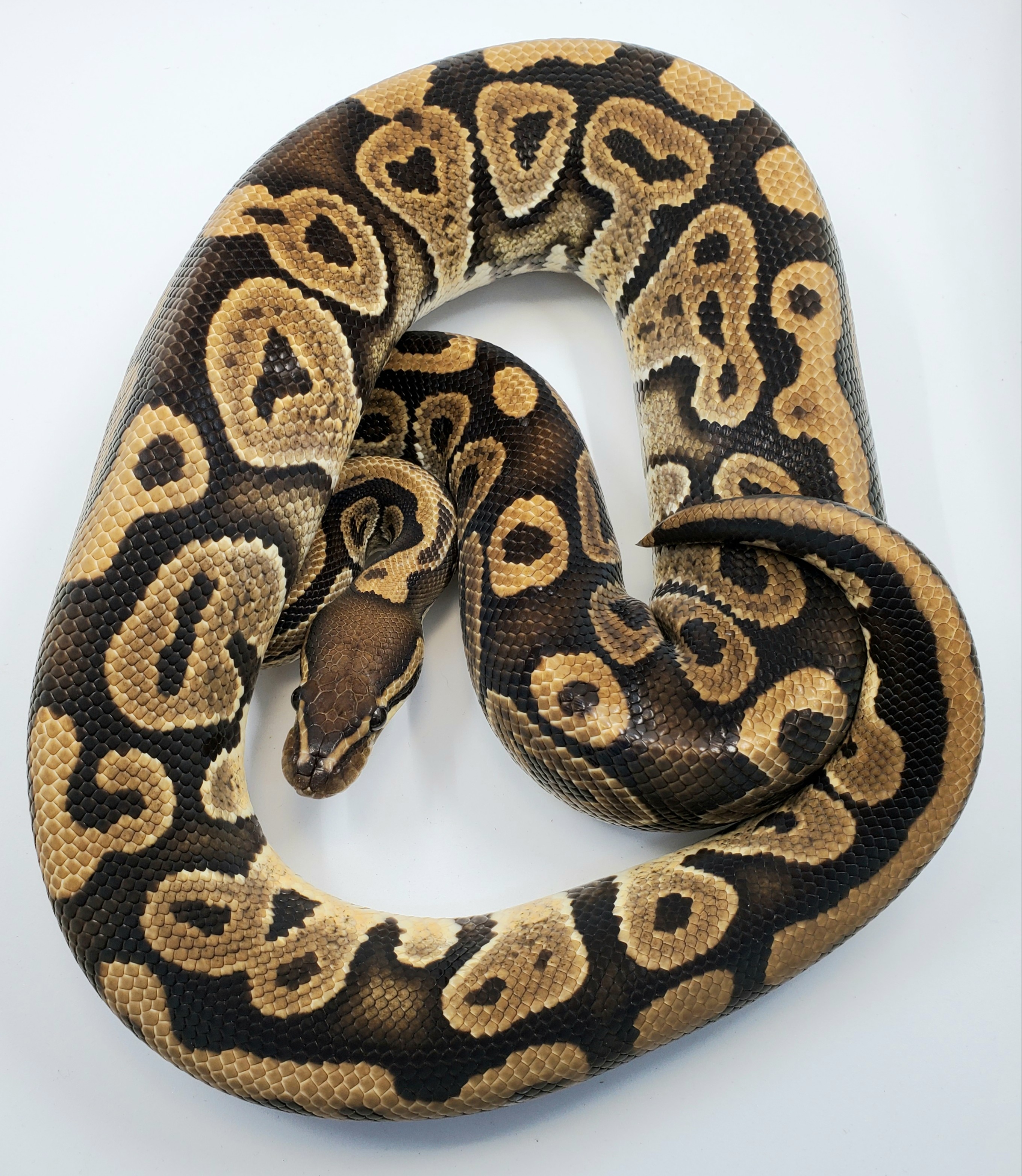 Huffman Ball Python by Bronze Serpent Reptiles