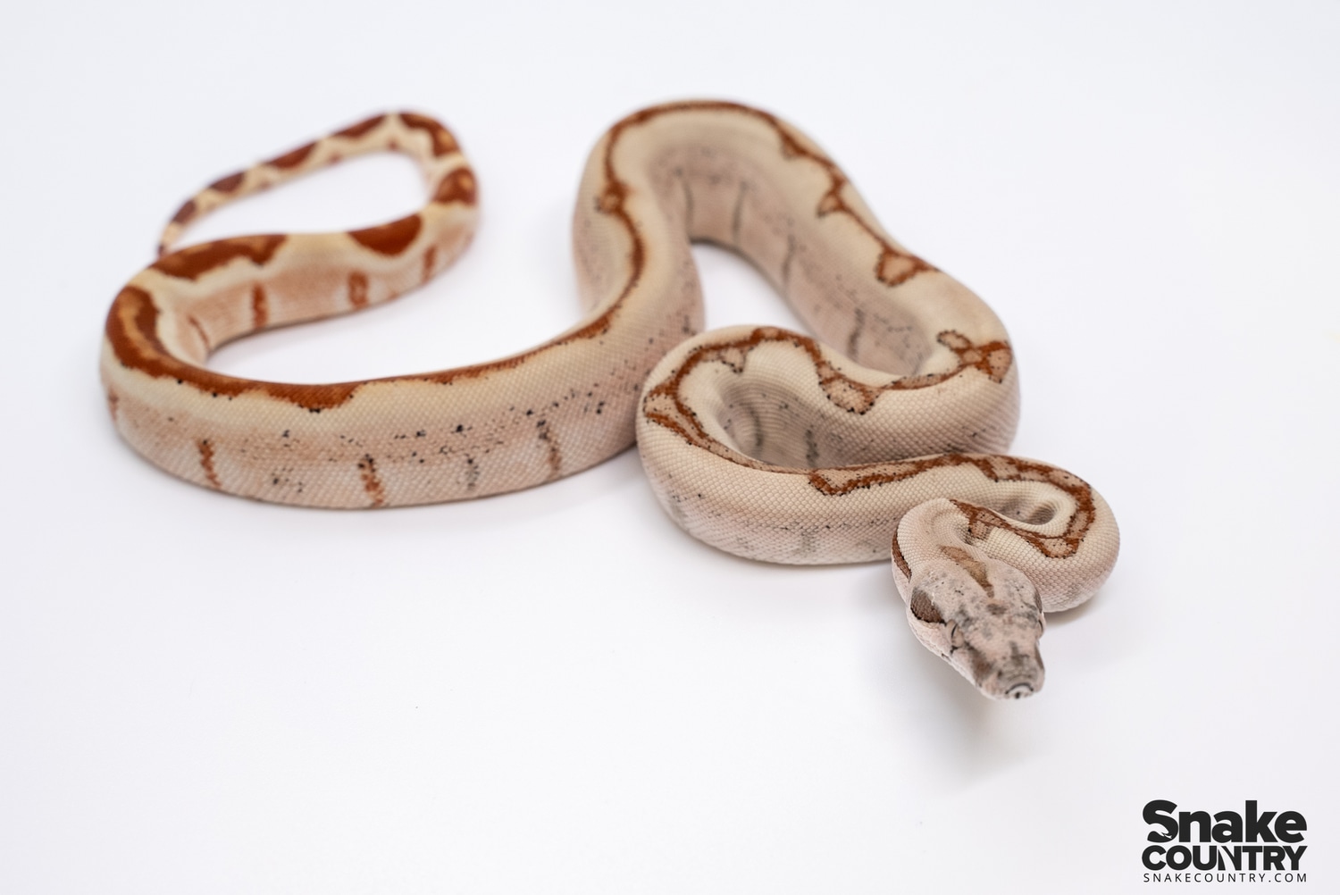 Super Hypo Jungle 66% DH Blood Kahl Albino Boa Constrictor by Snake Country