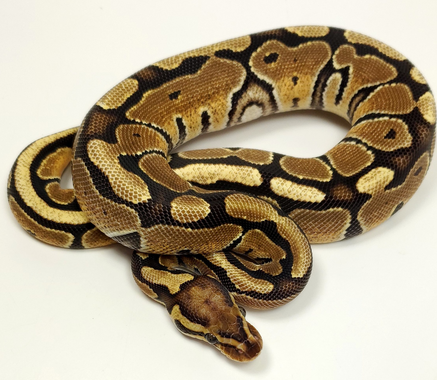 Vanilla Ball Python by Loxahatchee Herp Hatchery