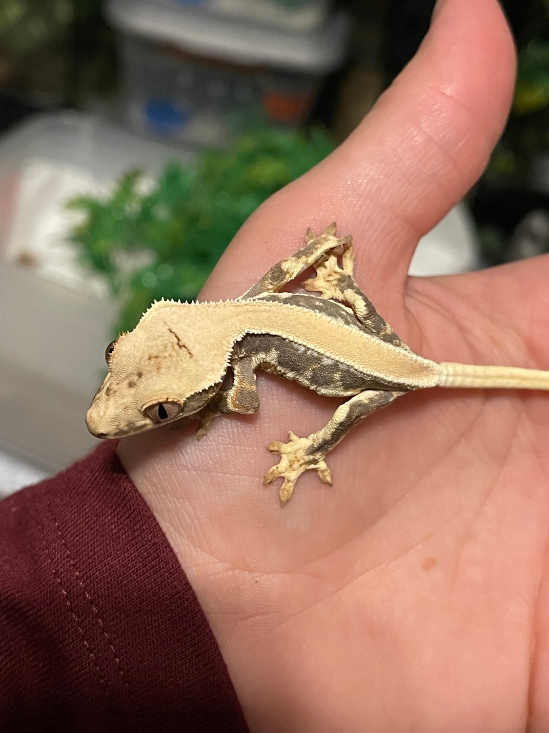 Lilly White Crested Gecko by Saltwater Geckos