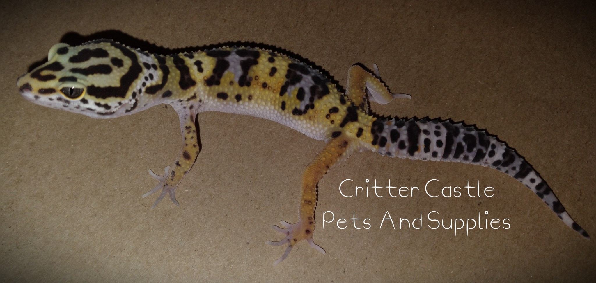 Giant Leopard Gecko by Critter Castle Pets And Supplies