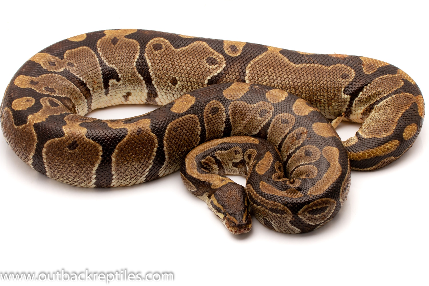 African Import Volta (Gravid) 4,170g Ball Python by Outback Reptiles