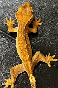 Screenshot 2025-10-28 8.40.35 AM