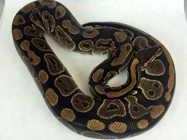 Normal Ball Python by Royal Constrictor Designs