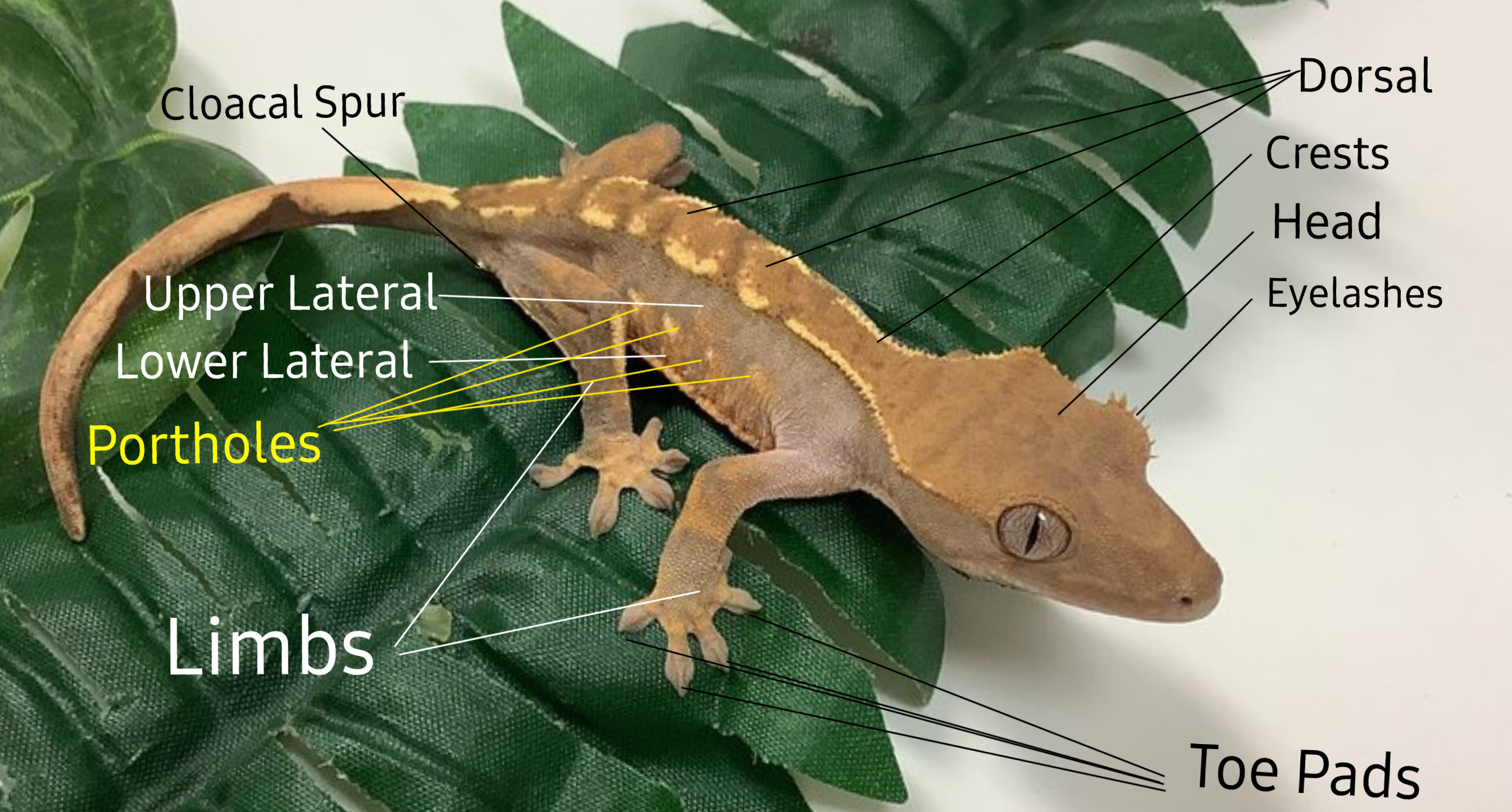 Crested Gecko Diagram using BHB Reptiles Normal Crested Gecko