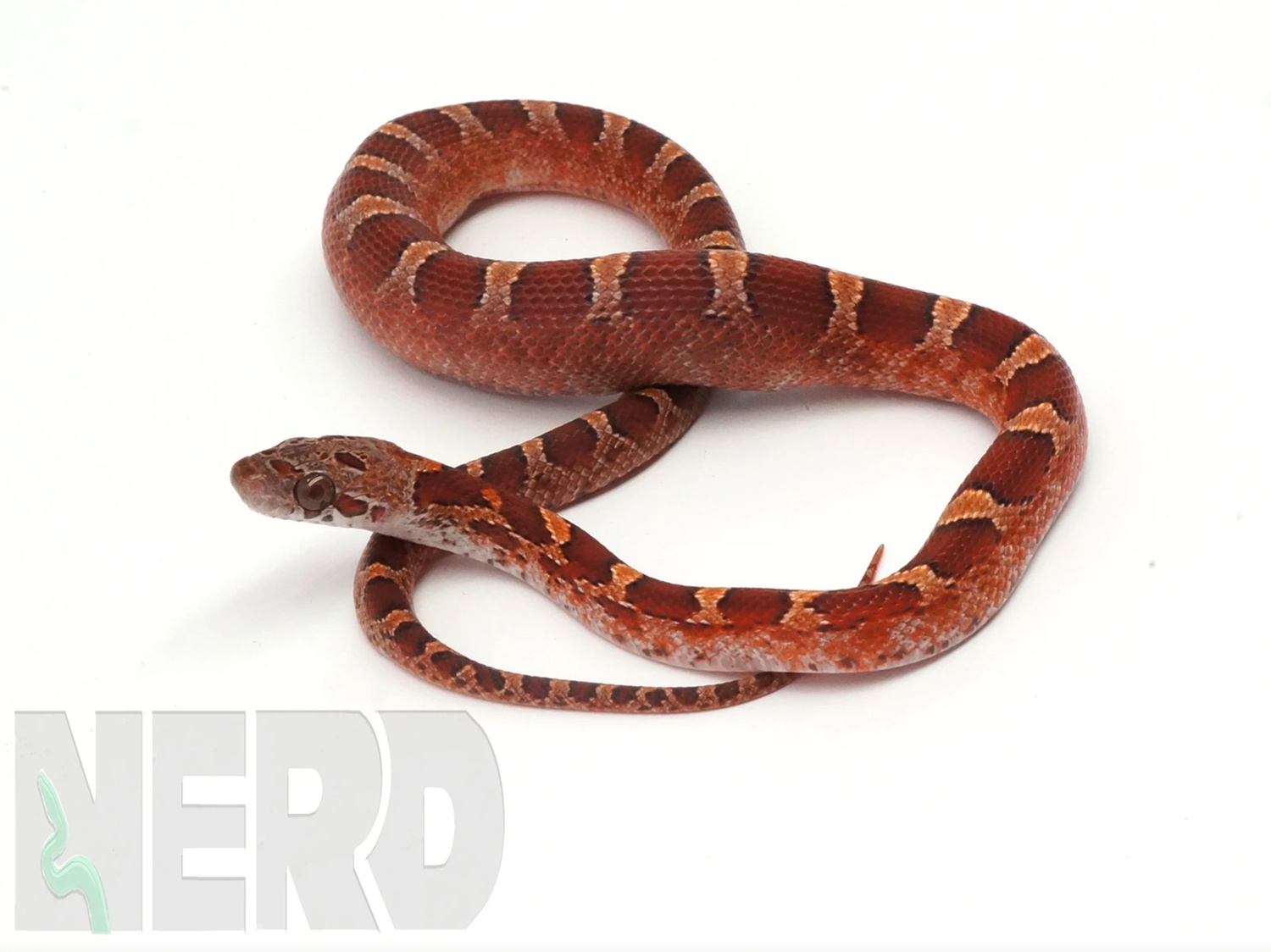 Bloodred 100% Het Scaleless & Pied Sided Corn Snake by New England Reptile Distributors