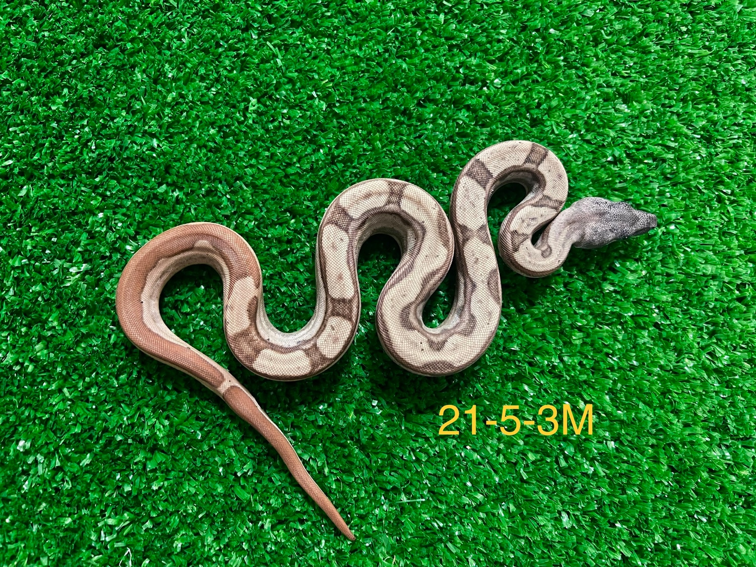 Hypo RLT Harlequin Motley 66% Het Kahl 50% Het Anery (1st Combo Like This Ever Made) Boa Constrictor by S&M Boas