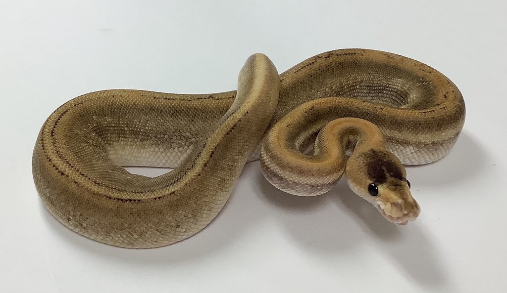 Champagne Ball Python by BHB Reptiles