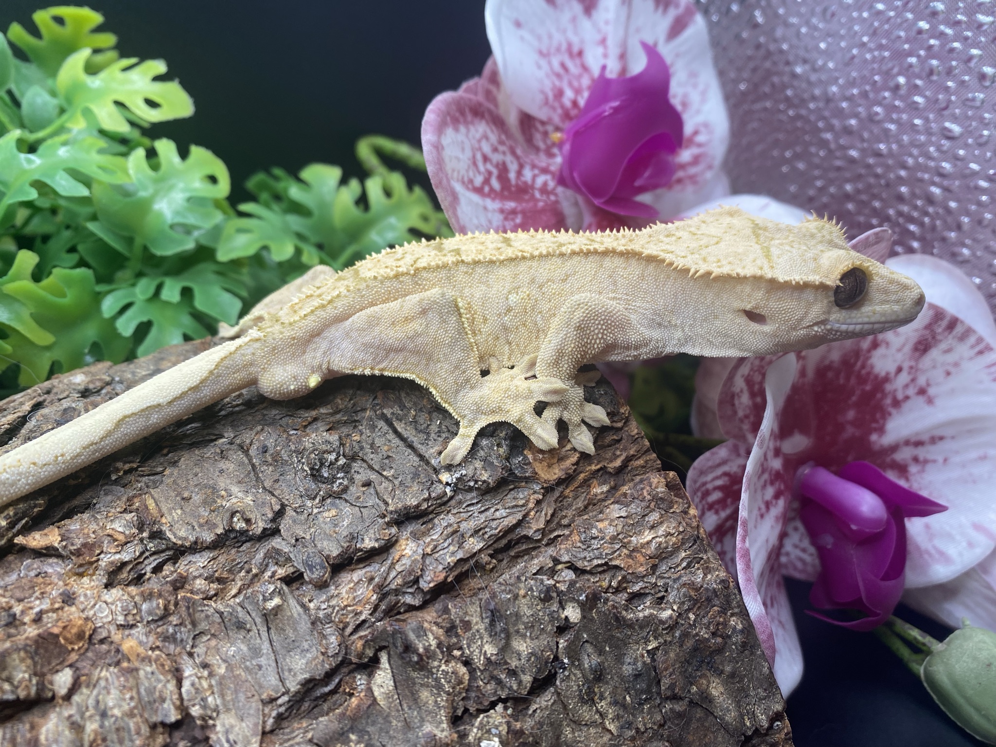 Cream Crested Gecko by B’s crested gz