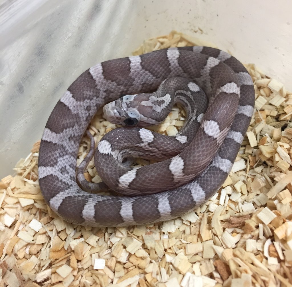 Lavender Corn Snake by BHB Reptiles