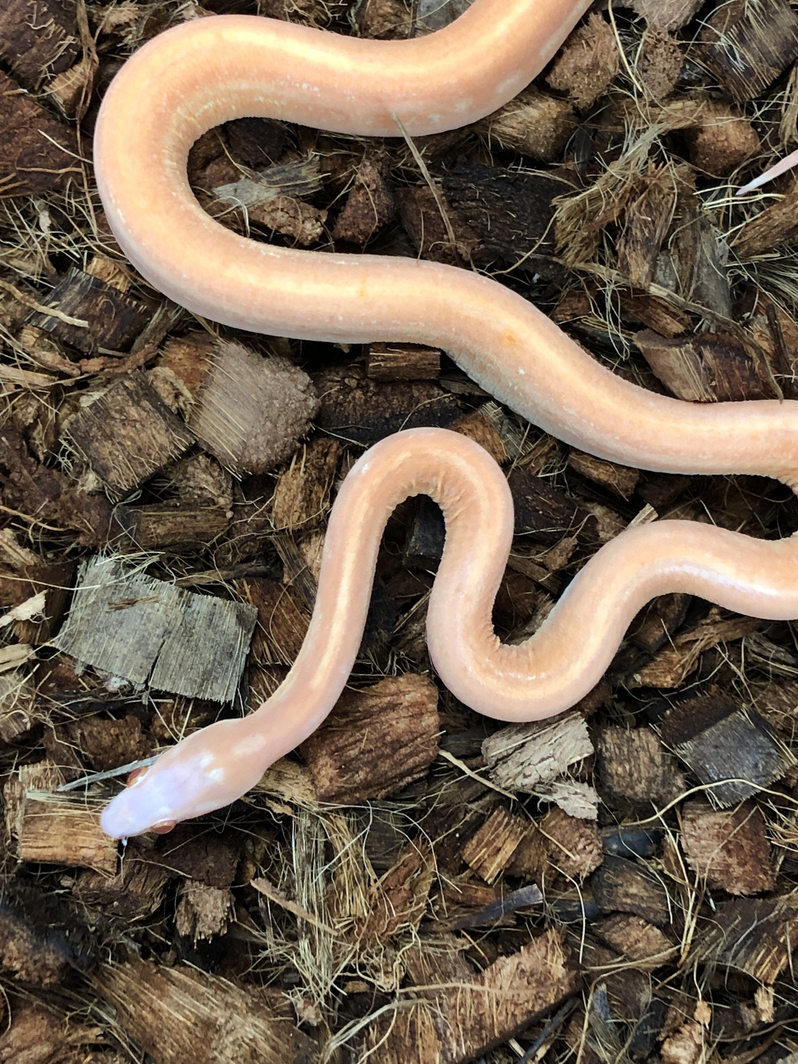 Scaleless Amel Tessera Corn Snake by SW reptiles