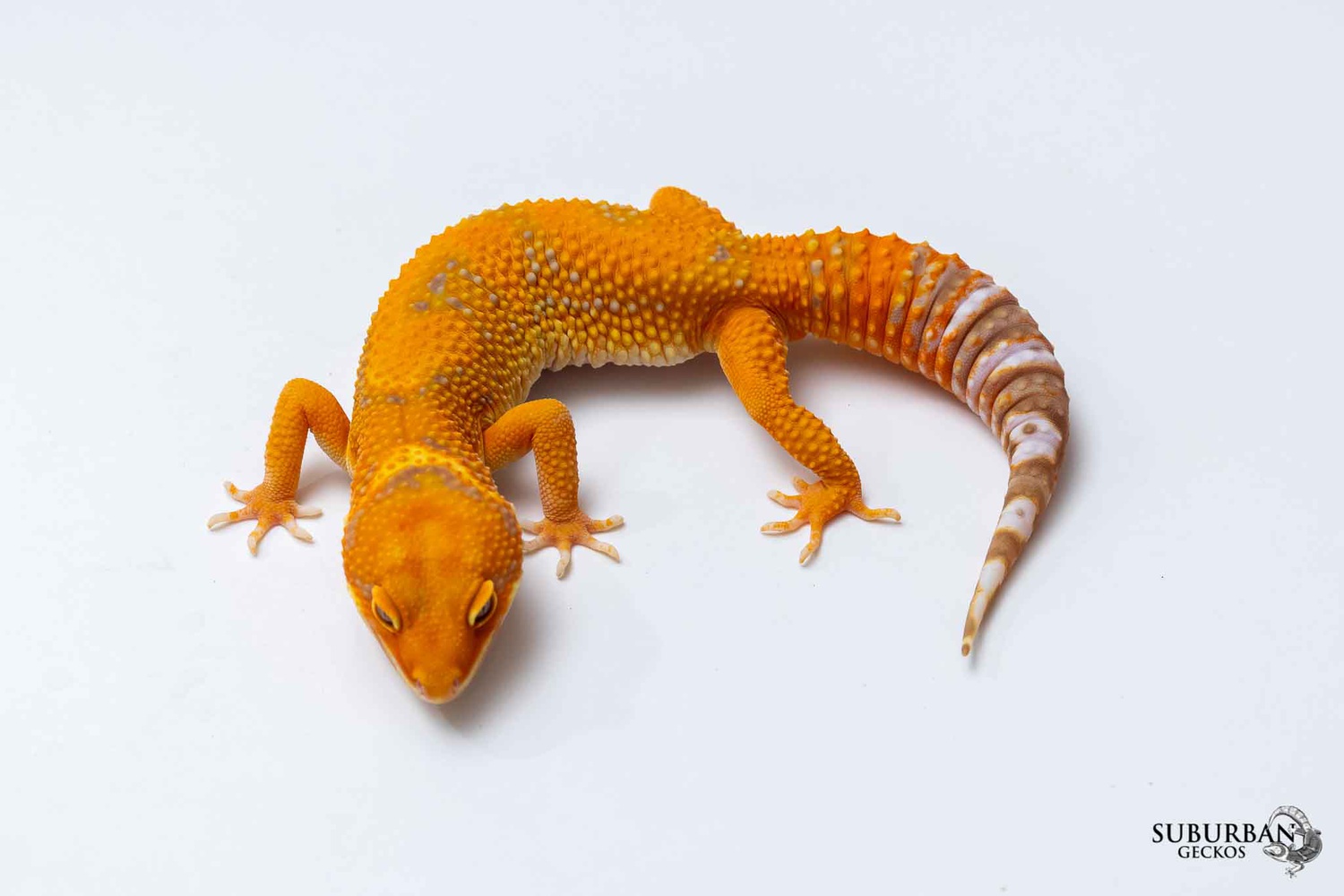 Firewater Leopard Gecko by Suburban Geckos