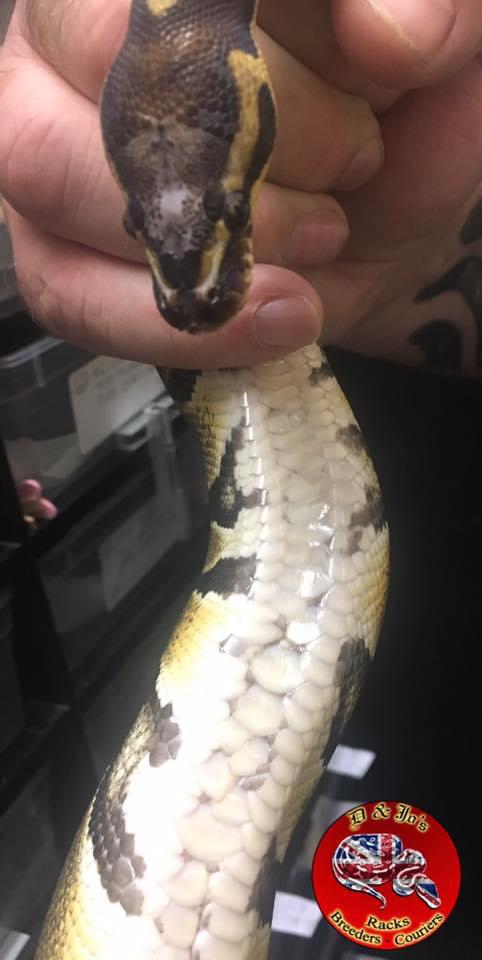Zip Belly Microscale Ball Python by D & Jo's Pythons