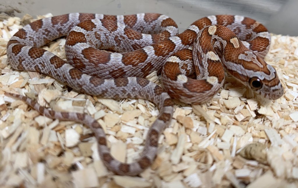 Hypomelanistic Corn Snake by BHB Reptiles