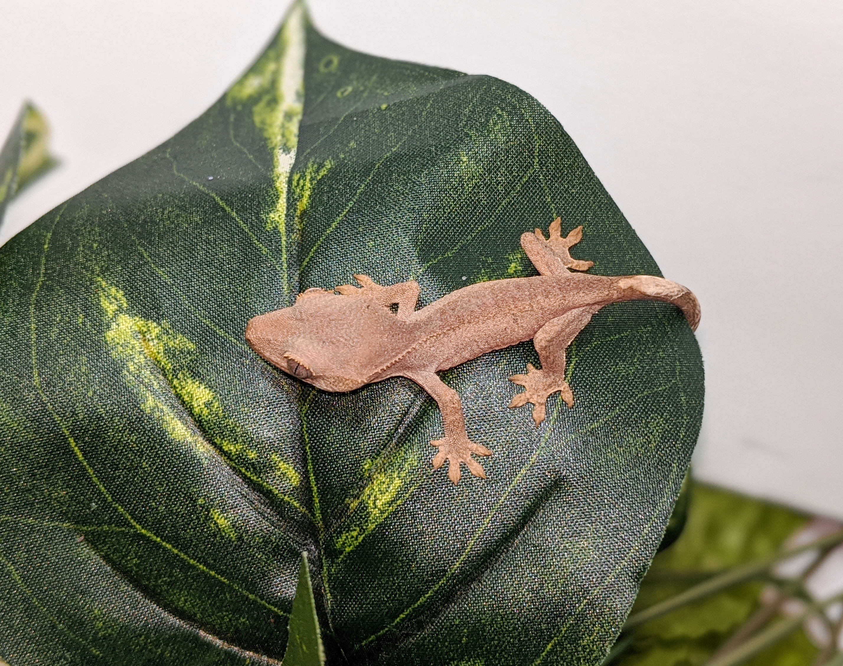 Patternless Crested Gecko by KBK Reptiles
